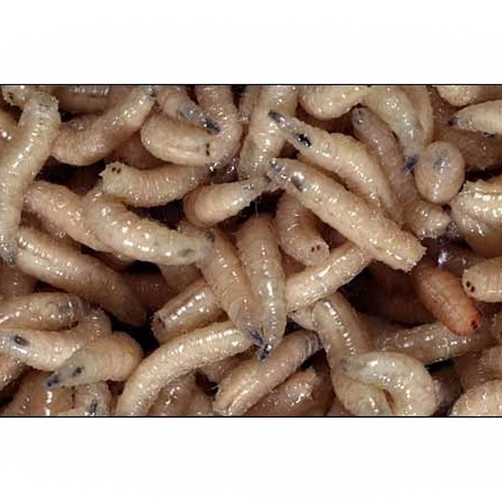 Lasebo Maden - Vismaden - Uitsluitend in winkel afhalen Lasebo Maden - Vismaden - Uitsluitend in winkel afhalen