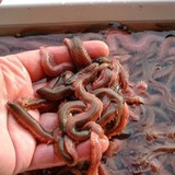 Visaas Kweekzagers 100 gram -  Uitsluitend in winkel afhalen. Visaas Kweekzagers 100 gram -  Uitsluitend in winkel afhalen.