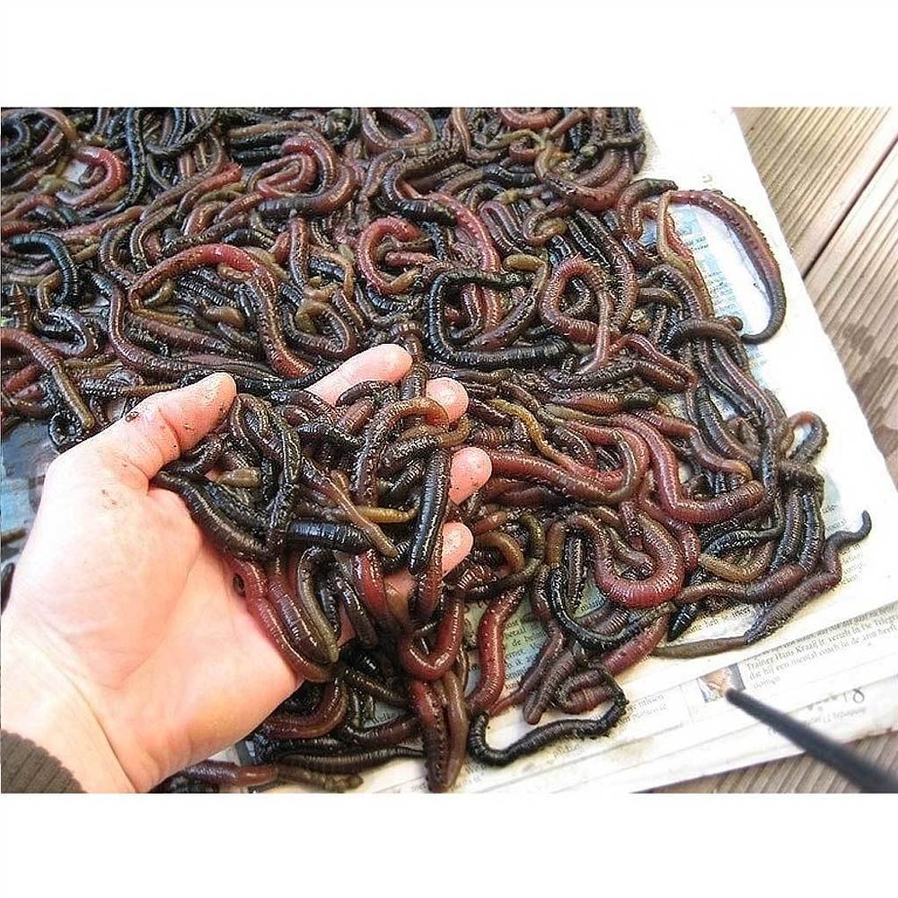 Zeepieren 100 gram - Uitsluitend in winkel afhalen. Zeepieren 100 gram - Uitsluitend in winkel afhalen.