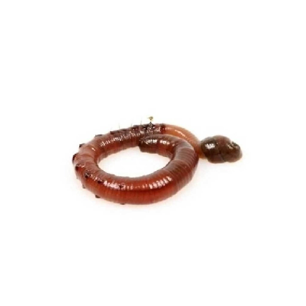 Zeepieren 100 gram - Uitsluitend in winkel afhalen. Zeepieren 100 gram - Uitsluitend in winkel afhalen.