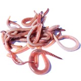 Visaas Springers - Uitsluitend afhalen in de winkel Visaas Springers - Uitsluitend afhalen in de winkel