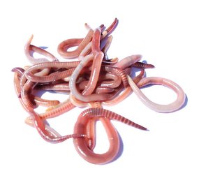 Visaas Springers - Uitsluitend afhalen in de winkel Visaas Springers - Uitsluitend afhalen in de winkel