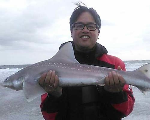 Haaien vissen in Zeeland