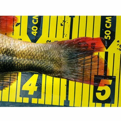 Spro Ruler 130 cm Meetlint Spro Ruler 130 cm Meetlint