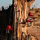 Barebones Edison String Light Red USB Kampeerlamp Barebones Edison String Light Red USB Kampeerlamp