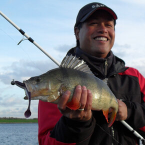 Soorten vis in Zeeland Soorten vis in Zeeland