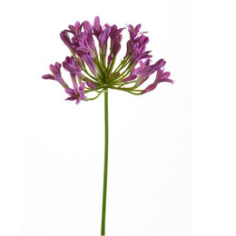 Agapanthus branch