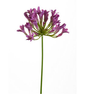 Agapanthus Branch Agapanthus Spray Purple H75