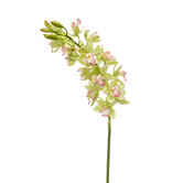 Cymbidium mini Green Pink H75