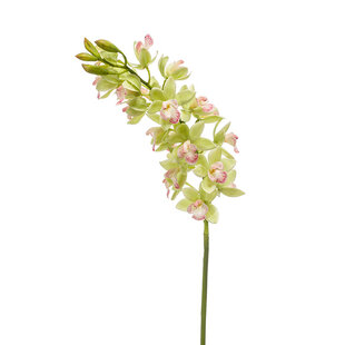 Cymbidium mini Green Pink H75