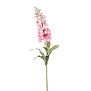 Matthiola Pink H78