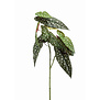 Begonia Branch Green H90