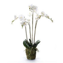 Orchid with root ball