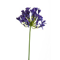 Agapanthus branch