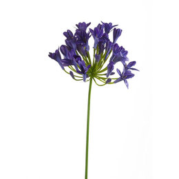 Agapanthus branch