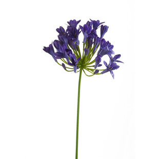 Agapanthus Branch Blue H75