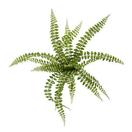 Pellaea Fern Plug Green H50