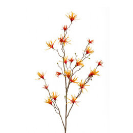 Hamamelis branch