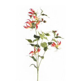 Gloriosa Branch Fuchsia H120