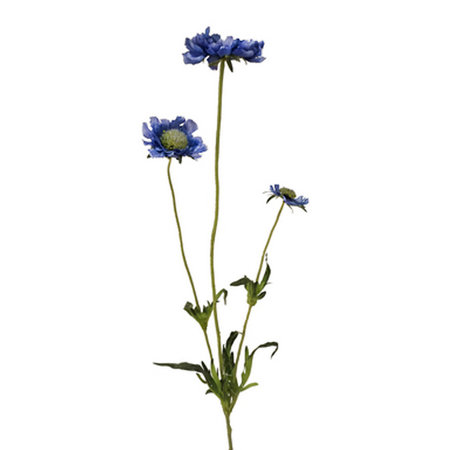 Scabiosa Tak