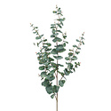 Eucalyptus branch