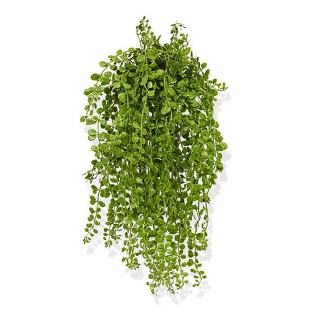 Dischidia Hangplant UV