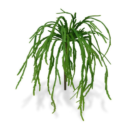 Rhipsalis hangplant Steker