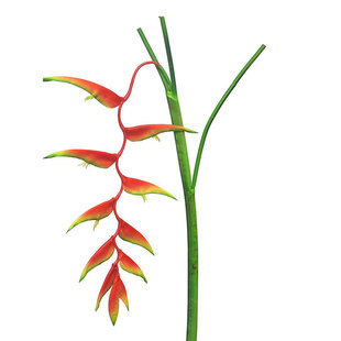 Heliconia Caribea Branch Orange H133