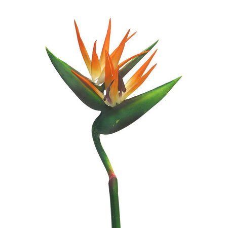 Strelitzia branch