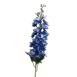 Delphinium Diva