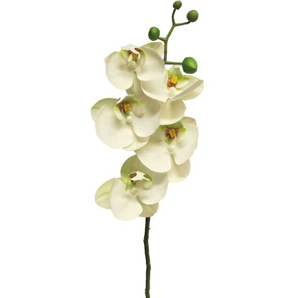 Bora Orchid Branch White  H58