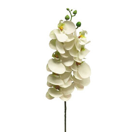 Bora Orchid Branch White  H77