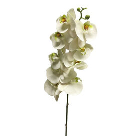 Bora Orchid Branch White  H108