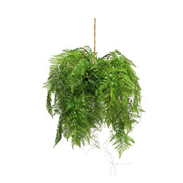 Fern Hanging Plant