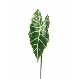 Alocasia Leaf Green H60