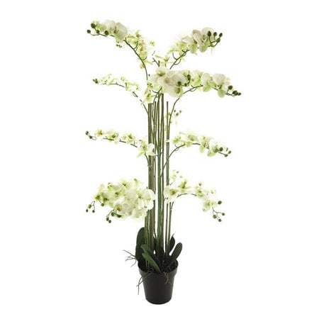 Bora Orchidee plant