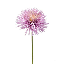 Chrysanthumum Lila H58