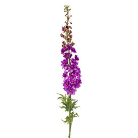 Delphinium XL Fuchsia H130