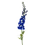 Delphinium XL Blue H130