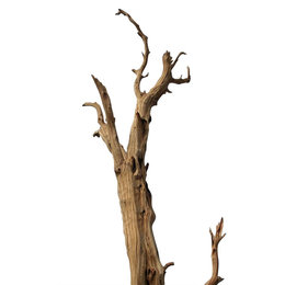 Ghostwood Natural H150