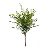 Adianthum Fern Sticky Green H40