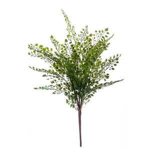 Adianthum Fern Sticky Green H40