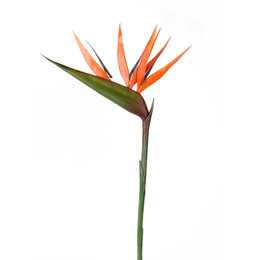 Strelitzia branch