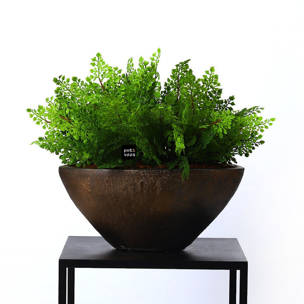 Adianthum Fern Sticky Green H40