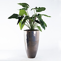 Philodendron XL