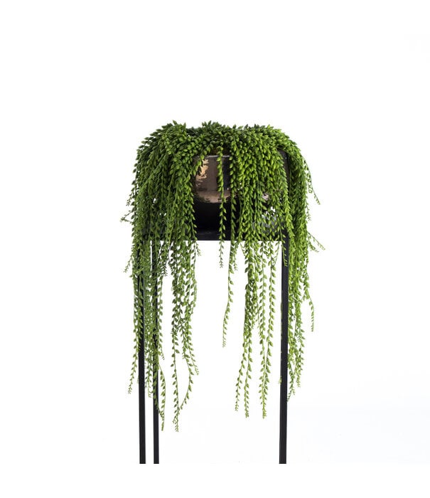 Pea plant Green H100