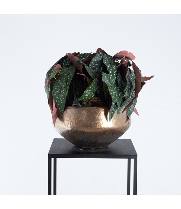 Begonia Branch Green H33