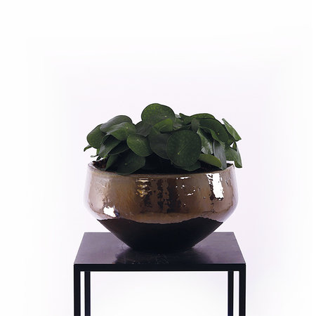 Pilea Tak Steker