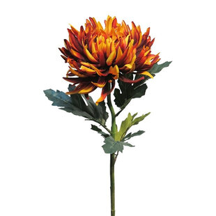 Chrysanthumum Tak Oranje/Rood H63