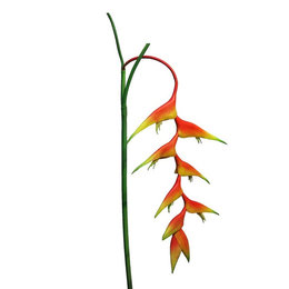 Heliconia Caribea Tak